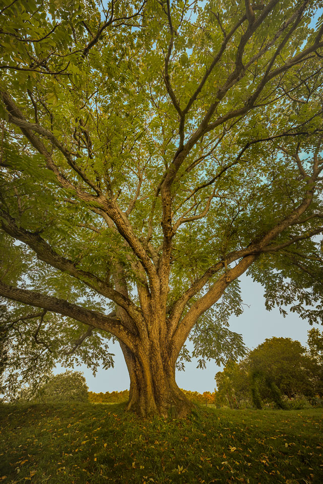 Butternut tree