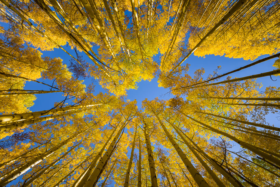 Skyward aspens