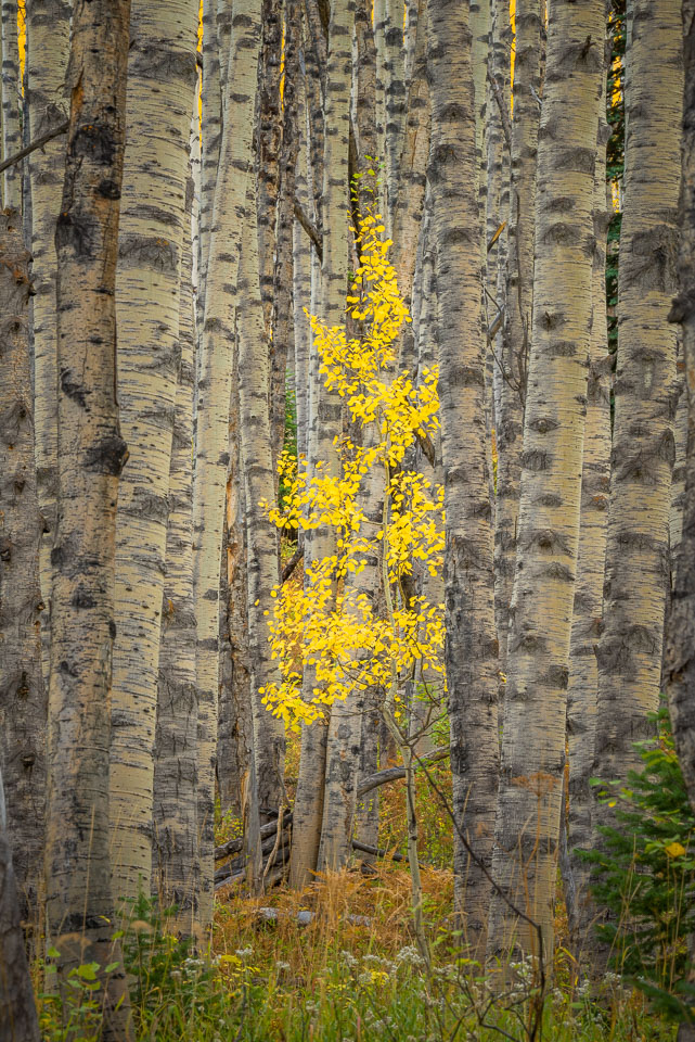 Crested Butte