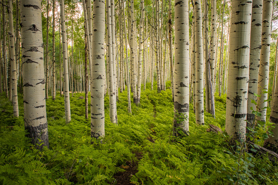 Crested Butte