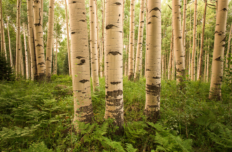 Crested Butte