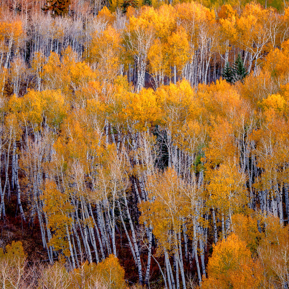 Crested Butte