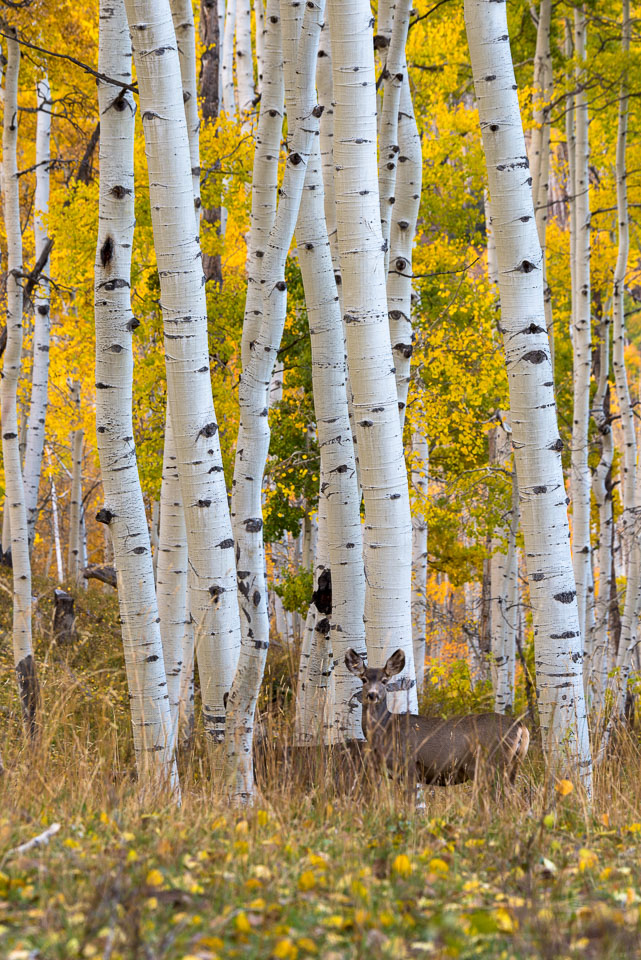 Crested Butte