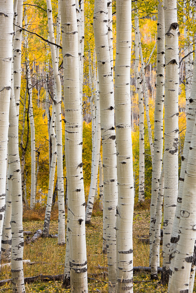 Crested Butte