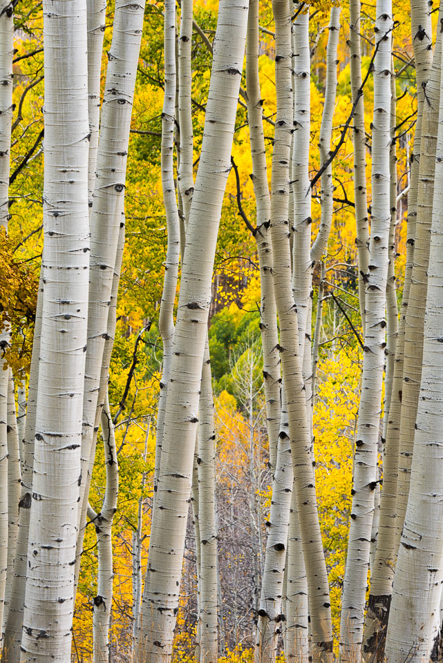 Crested Butte