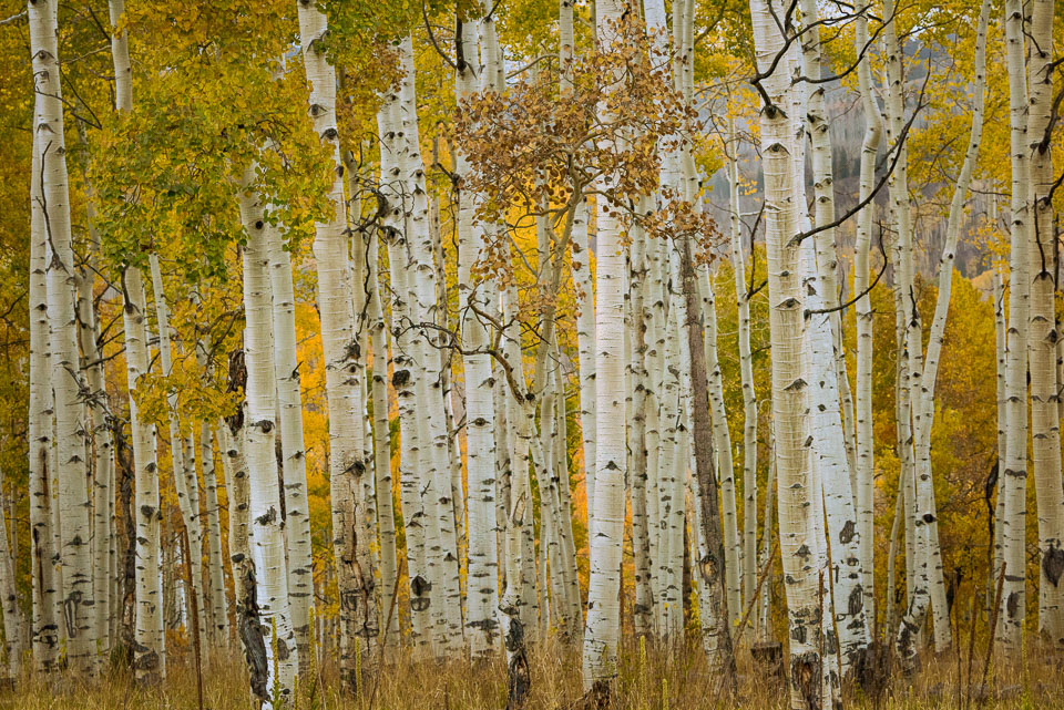 Crested Butte