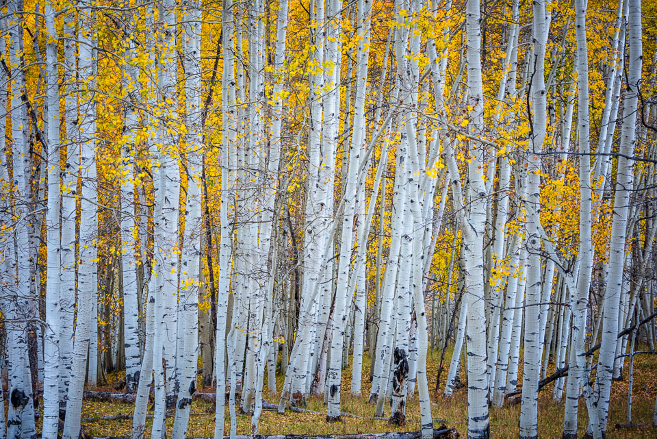 Crested Butte