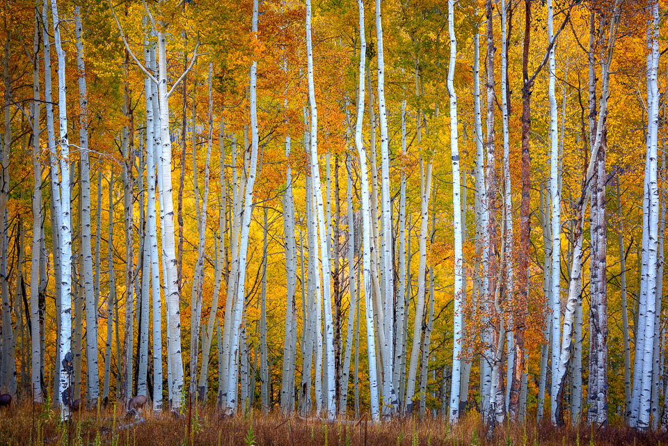 Crested Butte