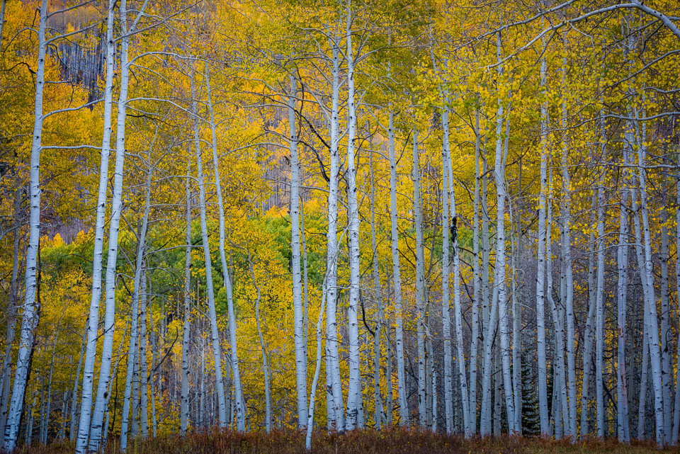 Crested Butte