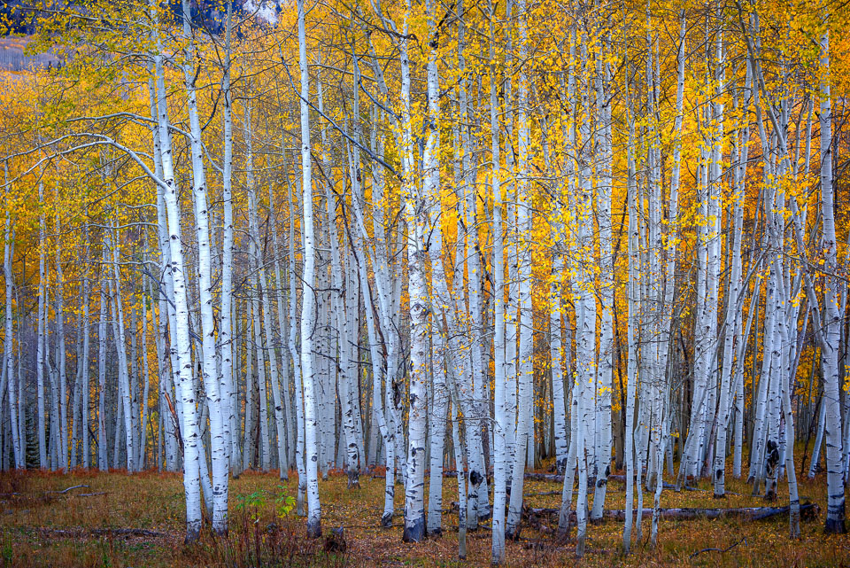 Crested Butte
