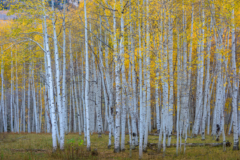 Crested Butte