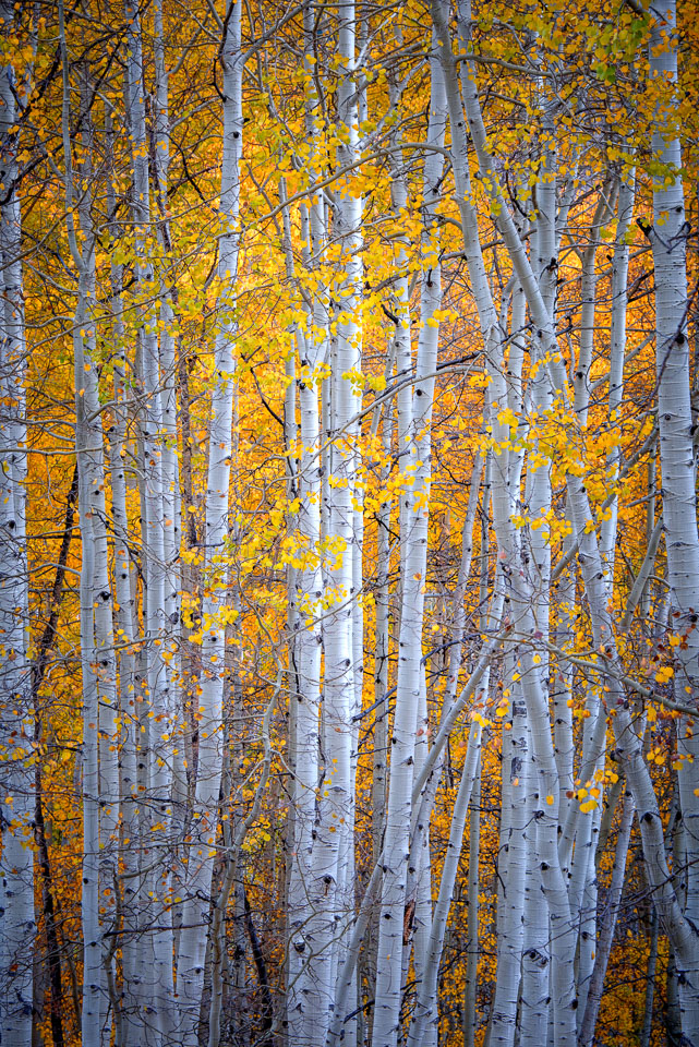 Crested Butte