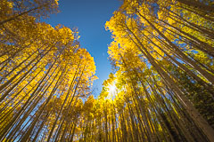 Aspens