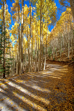 Aspens