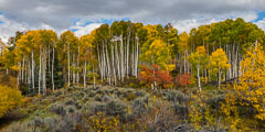 Aspens