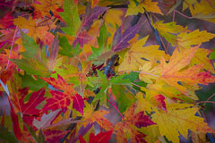 Autumn Leaves