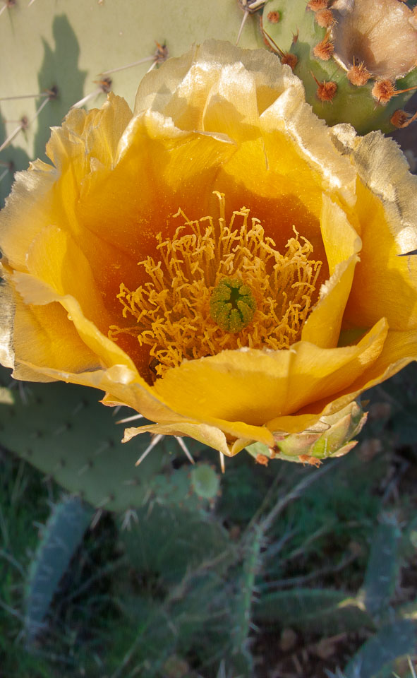 P1020114.jpg