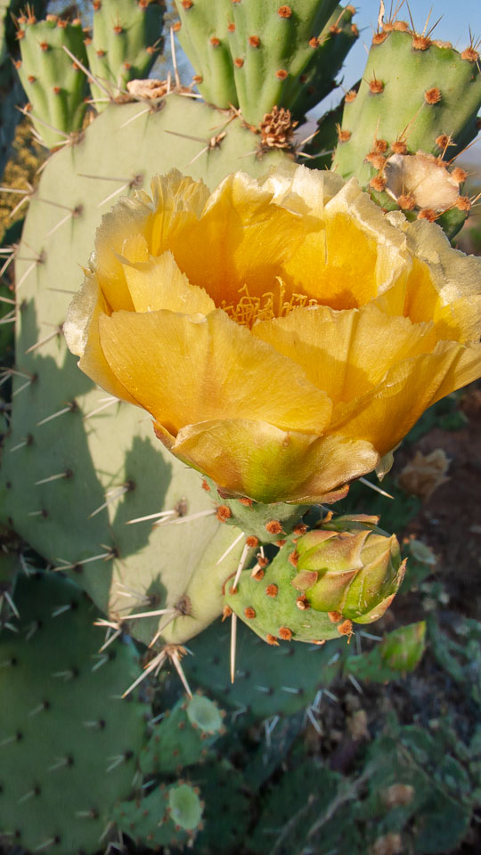 P1020115.jpg