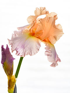 Irises