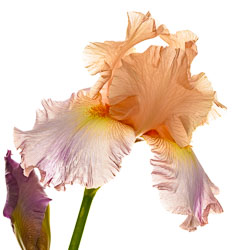 Irises