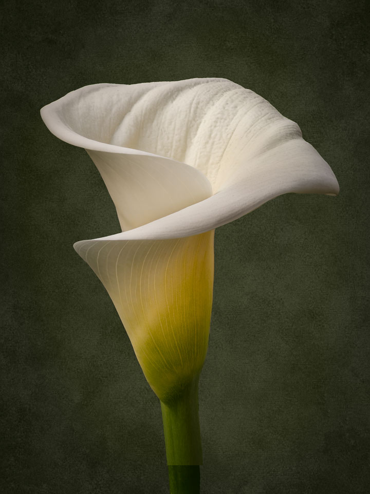 Calla Lilly