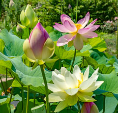 Lotuses