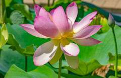 Lotuses