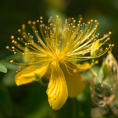 Miscellaneous Flowers