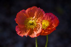 Poppies