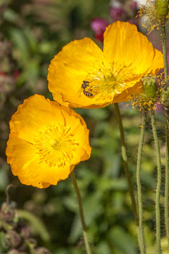 Poppies