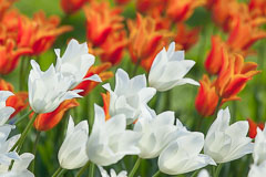 Tulips