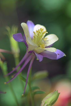 Wildflowers