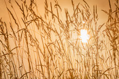 Grasses with sun reflecting off Reservoir 1