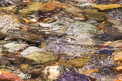 Clear mountain waters. Mount Ranier National Park. Washington.