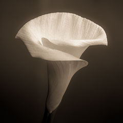 Calla Lilly