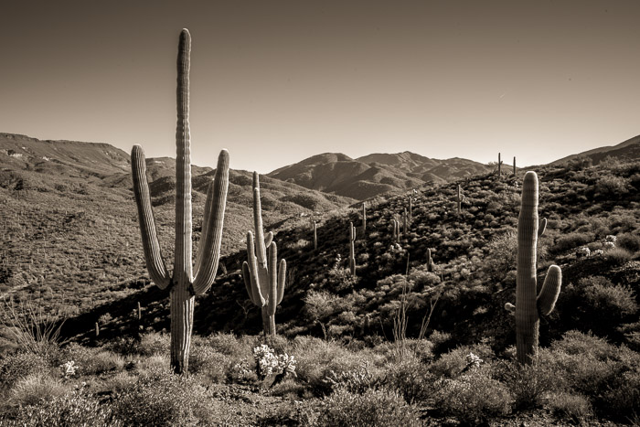 Arizona Desert