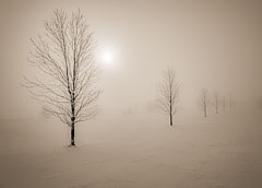 Misty winter moring