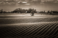 Corn rows in early spring