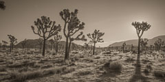 Joshua Tree