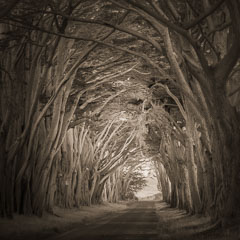 Tunnel of trees