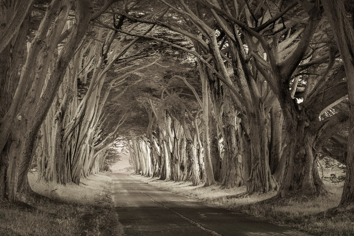 Enter the dream. Point Reyes, California.