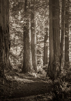 Redwood Sunset