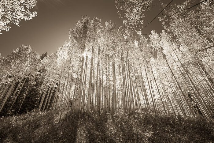 Aspens