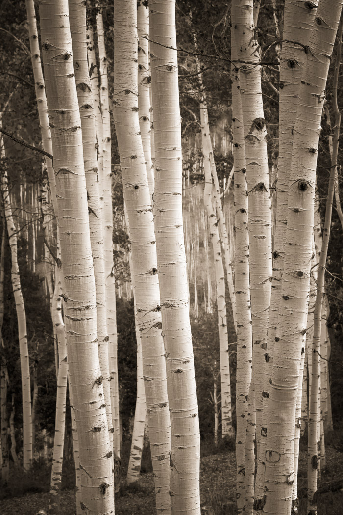 Aspens