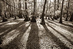 These cypress trees stand in a lake covered in aquatic growth.