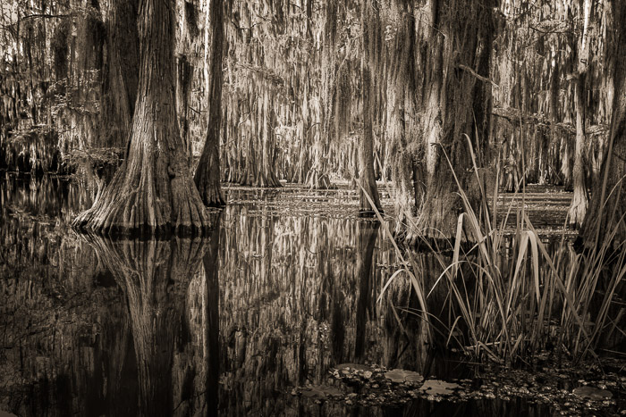 Cypress bayou