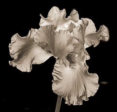 Irises