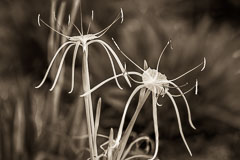 Miscellaneous Flowers