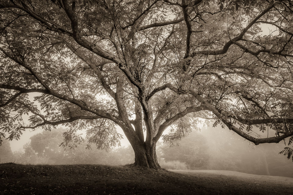 Old butternut tree. Vermont.