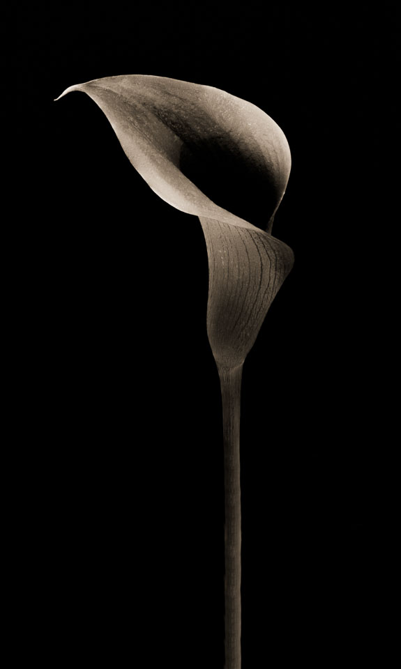 Calla Lilly